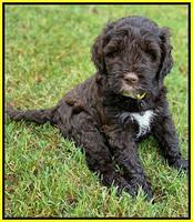 Sundae Camo pups 6 wks old 391