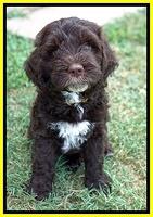 Sundae Camo pups 7 wks old 341