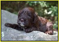 Sundae Dansby pups 3 wks old 231