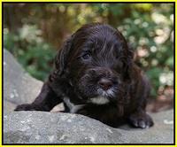 Sundae Dansby pups 3 wks old 251