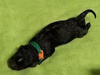Newborn Sundae Camo Green Boy