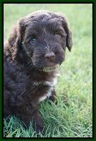 Sundae Camo Pups 5 wks old 351