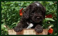 Sundae Camo Pups 5 wks old 361