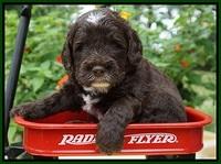 Sundae Camo pups 4 wks old 341