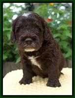 Sundae Camo pups 4 wks old 351