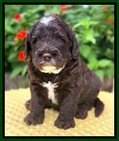 Sundae Camo pups 4 wks old 361