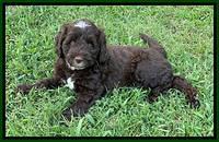 Sundae Camo pups 7 wks old 431
