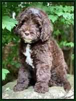 Sundae Camo pups 8 wks old 19100