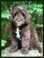 Sundae Camo pups 8 wks old 20100