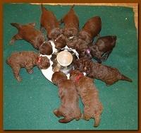 Tara Rascal group feeding 002