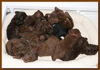 Tara Rascal group feeding 005