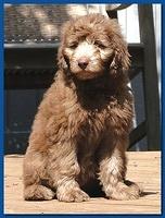 Tara Rascal Dark blue 9.5 weeks old 001