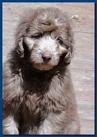 Tara Rascal Dark blue 9.5 weeks old 004