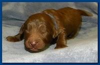Tara Rascal puppies 1 week old 010