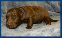 Tara Rascal puppies 1 week old 013