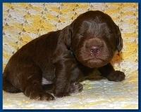 Tara Rascal puppies 2 weeks old 017