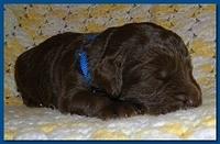 Tara Rascal puppies 2 weeks old 018