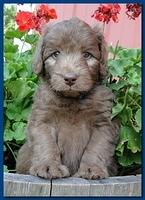 Tara Rascal puppies 5 weeks geraniums 009