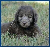Tara Rascal puppies 6.5 weeks old early am 014