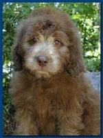Tara Rascal puppies 8 weeks old dark blue 004