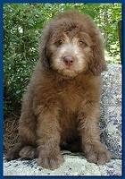 Tara Rascal puppies 8 weeks old dark blue 009