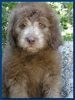 Tara Rascal puppies 8 weeks old dark blue 010