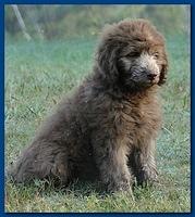 Tara Rascal puppies 9,5 weeks field 001