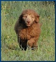 Tara Rascal puppies 9,5 weeks field 002