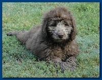 Tara Rascal puppies 9,5 weeks field 004