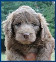 Tara Rascal puppies faces 5.8 weeks old 012