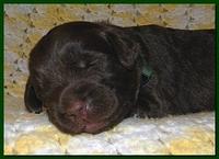 Tara Rascal puppies 2 weeks old 037