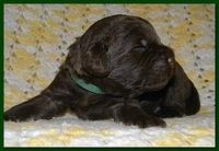 Tara Rascal puppies 2 weeks old 038