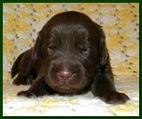 Tara Rascal puppies 2 weeks old 041