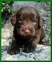 Tara Rascal puppies 3 weeks old 016