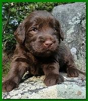 Tara Rascal puppies 3 weeks old 018