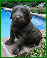 Tara Rascal puppies 4 weeks old pool wag 030