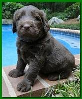 Tara Rascal puppies 4 weeks old pool wag 032