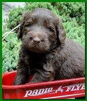 Tara Rascal puppies 4 weeks old pool wag 038