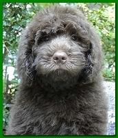 Tara Rascal puppies 8 weeks home Green 007