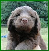 Tara Rascal puppies faces 5.8 weeks old 029