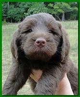 Tara Rascal puppies faces 5.8 weeks old 030