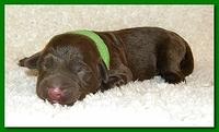 Tara Rascal pups one day old 022