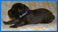 Tara Rascal puppies 2 weeks old 2 010