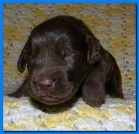 Tara Rascal puppies 2 weeks old 2 014