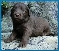 Tara Rascal puppies 3 weeks old 038