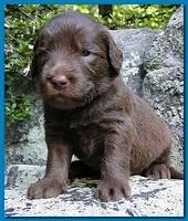 Tara Rascal puppies 3 weeks old 039