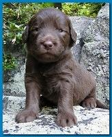 Tara Rascal puppies 3 weeks old 041