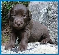 Tara Rascal puppies 3 weeks old 042