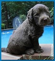 Tara Rascal puppies 4 weeks old pool wag 059