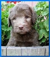 Tara Rascal puppies 5 weeks geraniums 038